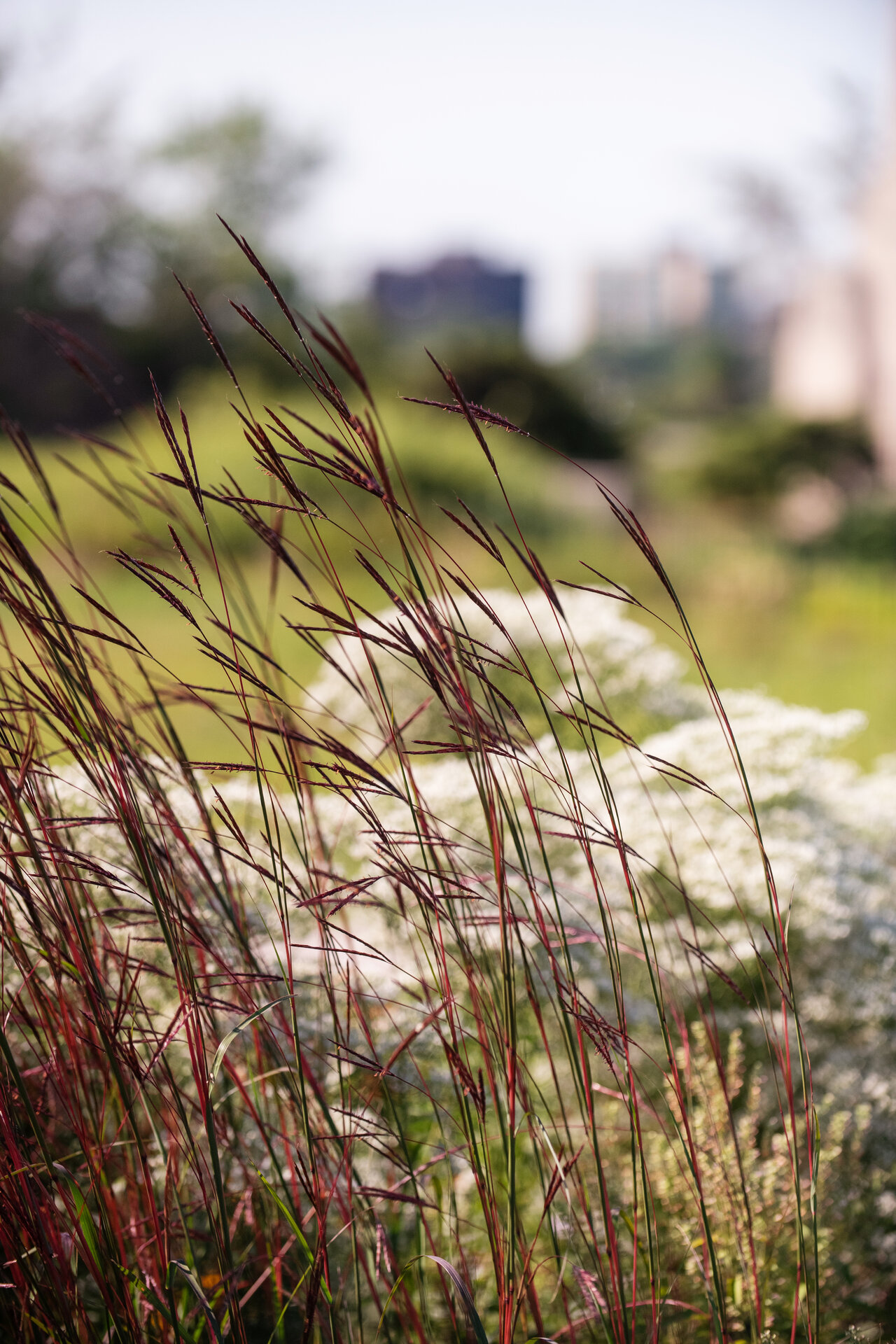 Dancing Wind Big Blue Stem